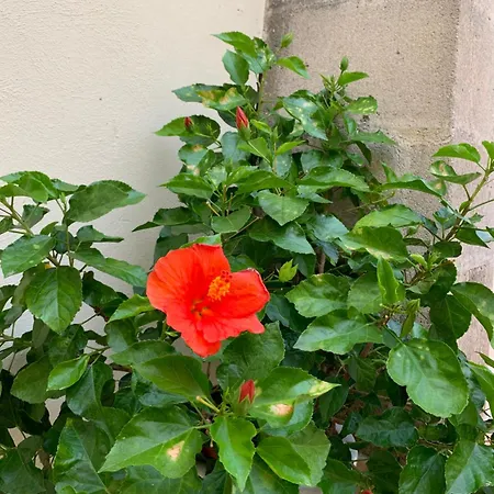 Corcioli فندق مبيت وإفطار