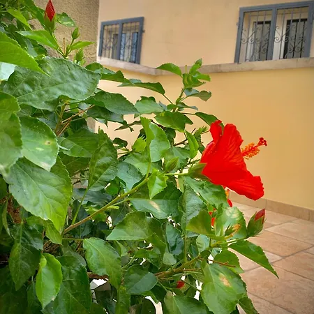 Corcioli Mesagne