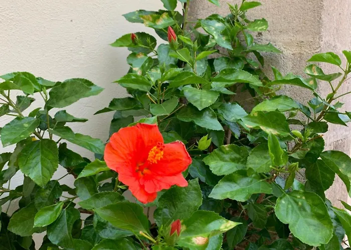 Corcioli 住宿加早餐酒店